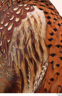 Pheasant  2 chest wing 0003.jpg